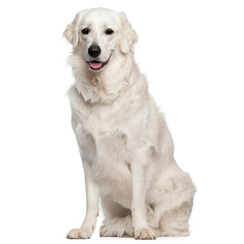 Kuvasz ungherese