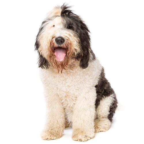 Sheepadoodle