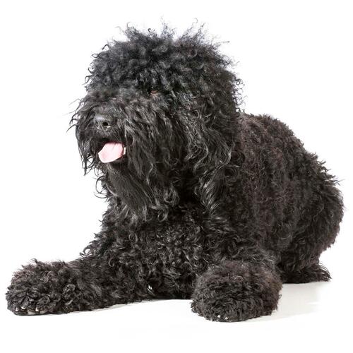 Barbet