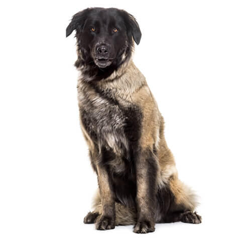 Cane della Serra da Estrela