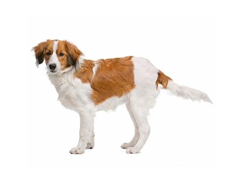 Kooikerhondje