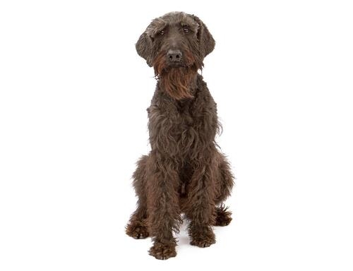 Schnauzer (Gigante)