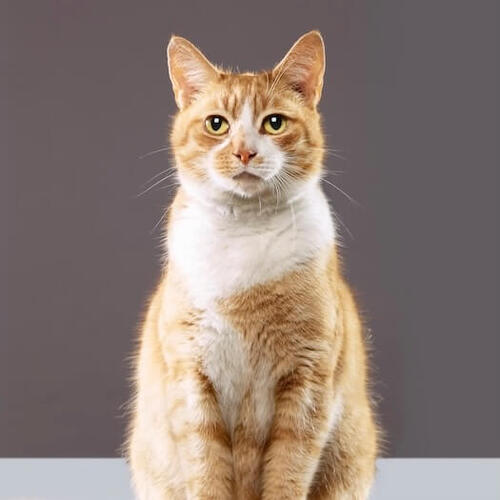 American Bobtail Studio