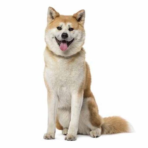 Akita giapponese