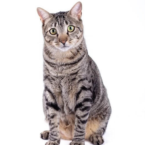 American Shorthair