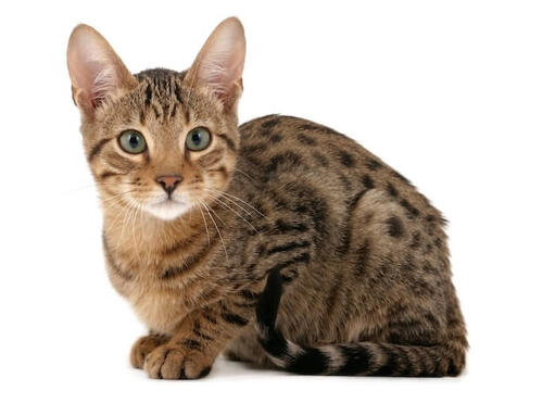 Gatto Serengeti
