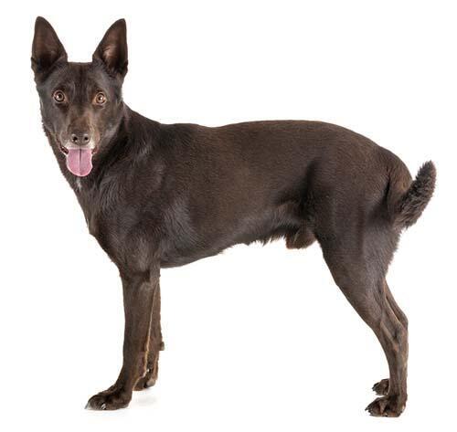 kelpie
