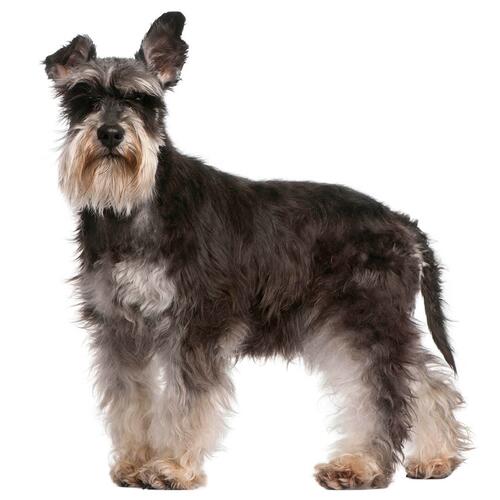 Schnauzer