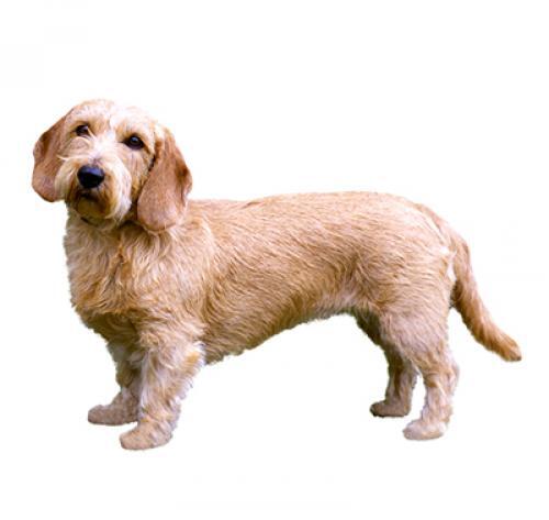 Basset Fauve De Bretagne