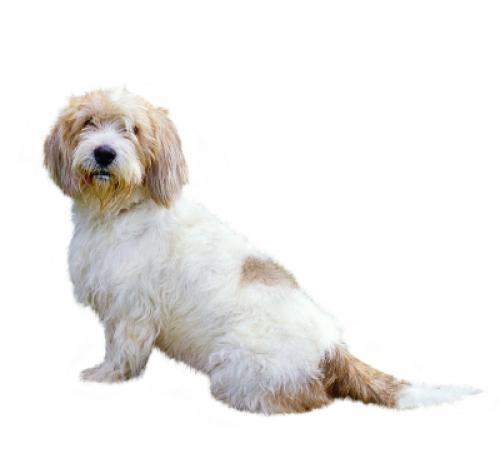 Basset Griffon Vendeen (Piccolo)
