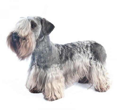 Terrier boemo (Cesky Terrier)