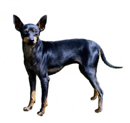 Terrier inglese toy (nero e marrone)