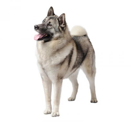 Norsk elghund grigio (Norwegian Elkhound)