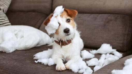 Jack Russell che strappò il cuscino