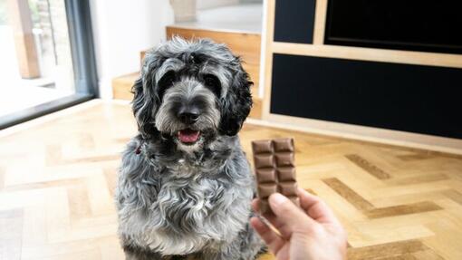 proprietario che tiene una tavoletta di cioccolato davanti al cane