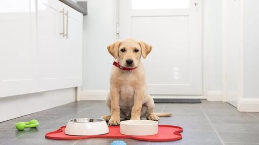 cucciolo di labrador giallo con ciotole per il cibo