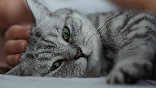 Gatto a strisce grigie e nere con gli occhi verdi sdraiato