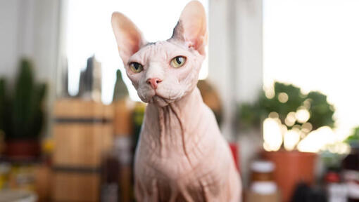 Sphynx with green eyes sitting down