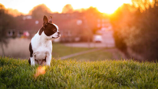 Boston Terrier sull'erba con la decorazione del sole nella priorità bassa
