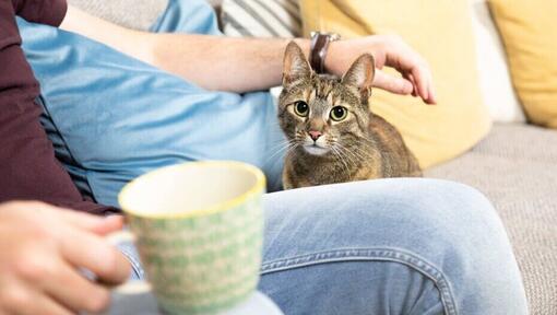 Gatto a strisce scuro accarezzato dal proprietario.