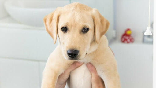 Il cucciolo dorato Labrador è stato sollevato.