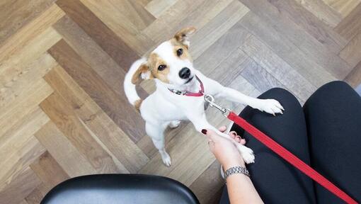 Jack Russell Terrier Puppy su piombo rosso, giocando con il proprietario.