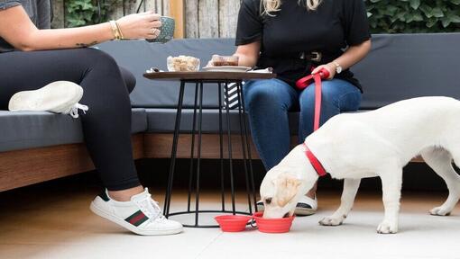 Cucciolo di labrador Acqua potabile sotto la tavola del caffè