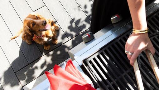 Cucciolo che guarda il proprietario del barbecue