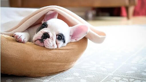 Bulldog francese bianco e nero nel letto del cane.