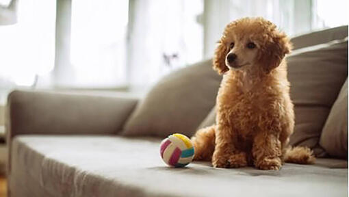 Cane marrone che si siede accanto alla palla multicolore.
