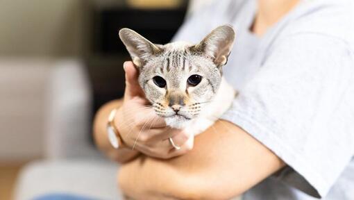 Gatto che è tenuto dal suo proprietario