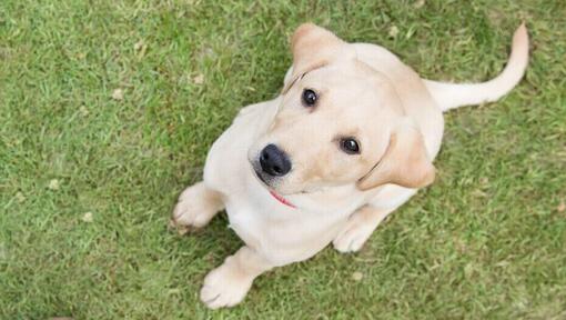 Cucciolo di Labrador dorato seduto sull'erba