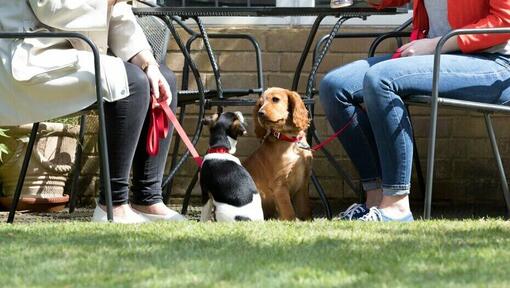 Due cani seduti accanto ai loro proprietari a bere qualcosa