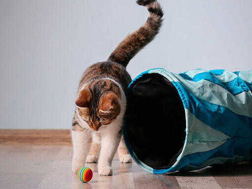 Cat playing with a ball and tunnel