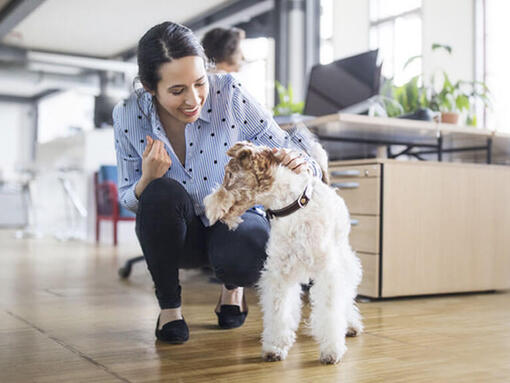 Woman stroking dog in office