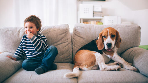 Basset Hound sitting on sofa with small child