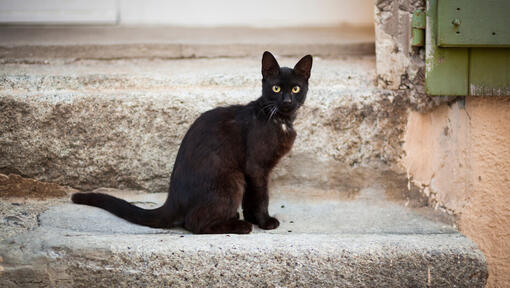 Black cat with green eyes sitting on step.