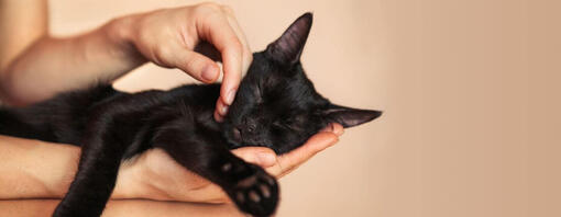 Gattino nero nelle mani dei proprietari addormentato.