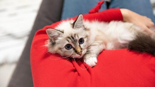 Gattino bianco lanuginoso con gli occhi azzurri che si trovano sul proprietario.