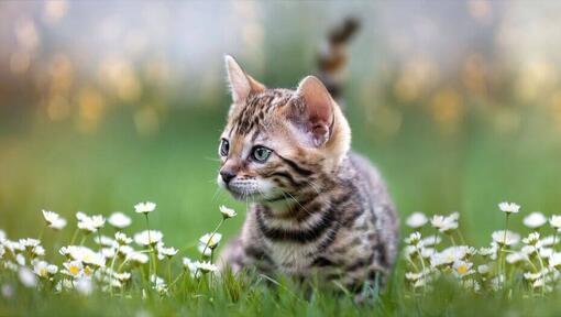 Gattino a strisce scuro che si siede nel campo delle margherite.