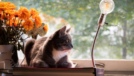 Gatto marrone scuro che si siede accanto alla finestra guardando fuori.