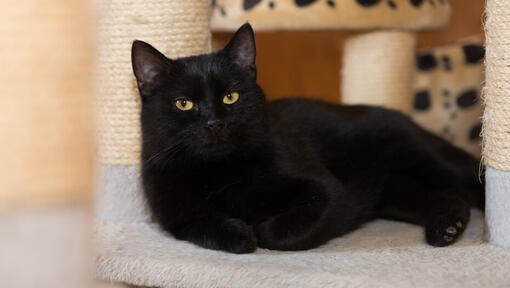Gatto nero con gli occhi verdi leggeri che si trovano accanto al post grattante.