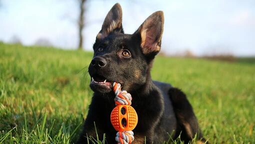 Pastore tedesco del cucciolo che si trova sull'erba con il giocattolo di masticazione arancione.