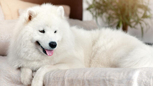 Cucciolo samoyed sdraiato sul divano con la lingua fuori.