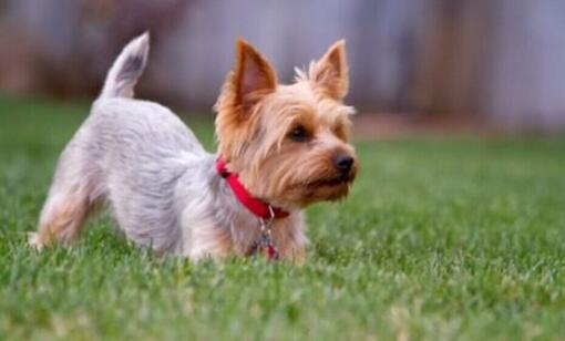 Brown and grey Yorkshire Terrier sitting on grass.