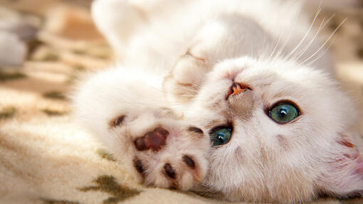 Gatto bianco con occhi azzurri sdraiato sulla schiena.