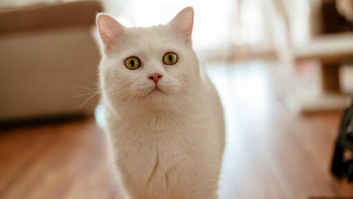 Gatto bianco con occhi gialli che camminano sul pavimento di legno marrone.