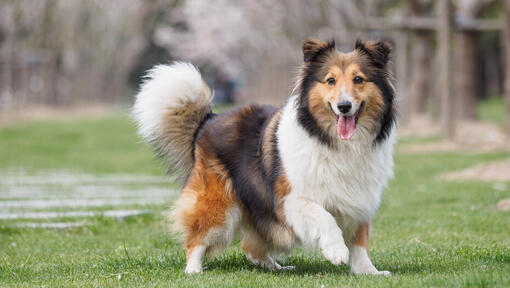 Shetland Sheepdog running with tongue out.