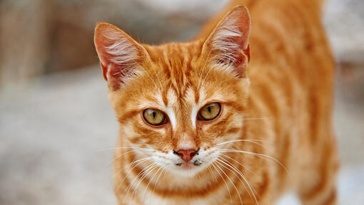 Gatto arancione con strisce