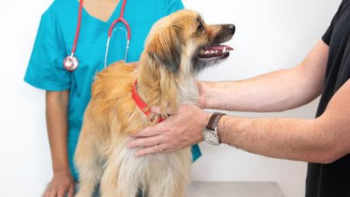 Veterinario che esamina un cane dai capelli lunghi